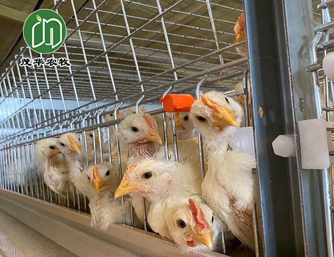 肉鸡养殖系统