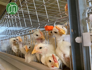 肉鸡养殖系统