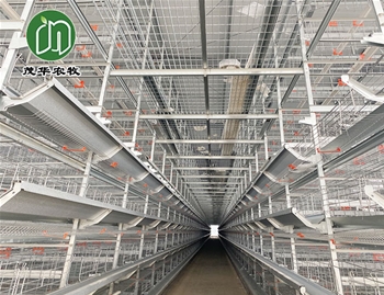 肉鸭养殖系统