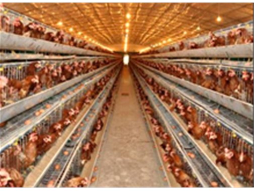 使用养殖设备养鸡有哪些常见误区